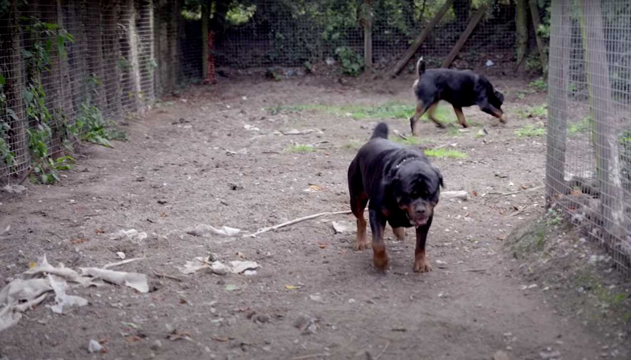Tyson Fury's cousin Hughie constructs a personal gym in his back yard, defended by two gigantic Rottweilers before the Hammer fight