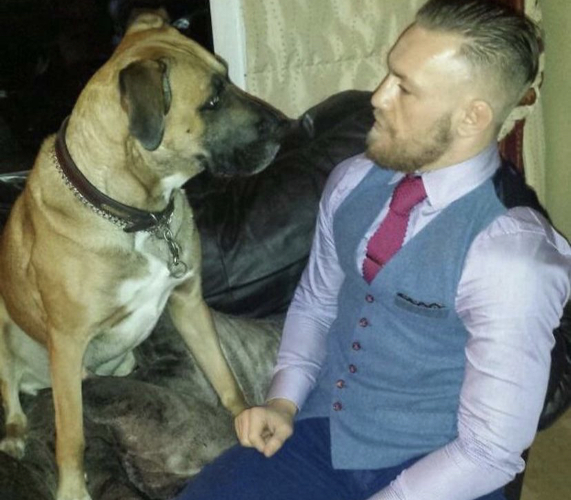 Conor McGregor is 'heartbroken after the death of Hugo, his beloved dog. Hugo was with UFC Star from the beginning of their rags-to-riches journey.