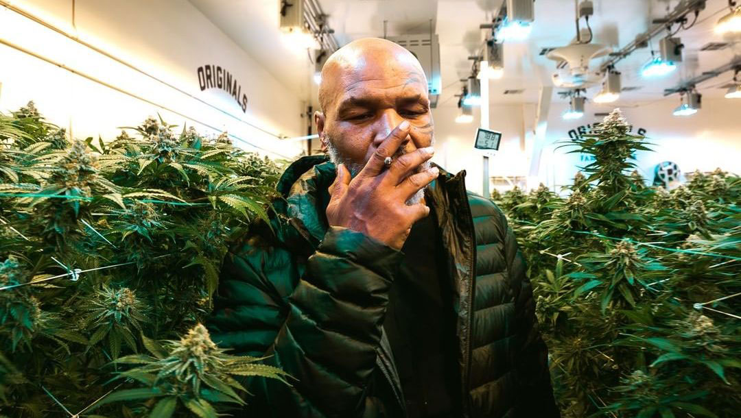 Mike Tyson accepts the invitation from Malawi's government to be their official cannabis ambassador