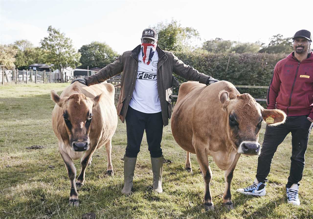 Dereck Chisora's farm is where heavyweights are forced to feed cows after brutal battles