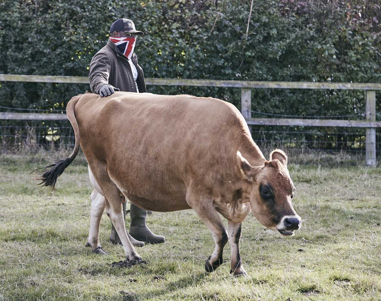 Dereck Chisora's farm is where heavyweights are forced to feed cows after brutal battles