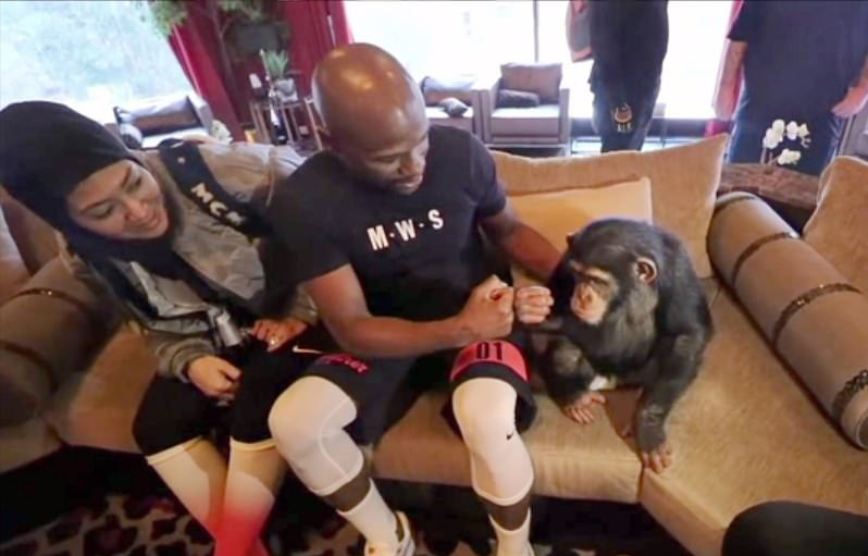 Floyd Mayweather and Money Kicks met at a YouTuber's private ZOO as a skinny teen. Now they're ready for a bizarre fight