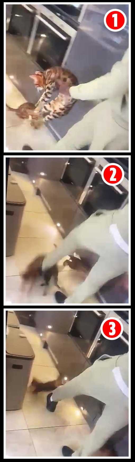 F*** Zouma - UFC legend Michael Bisping issues a chilling warning to West Ham star after a cat kick video