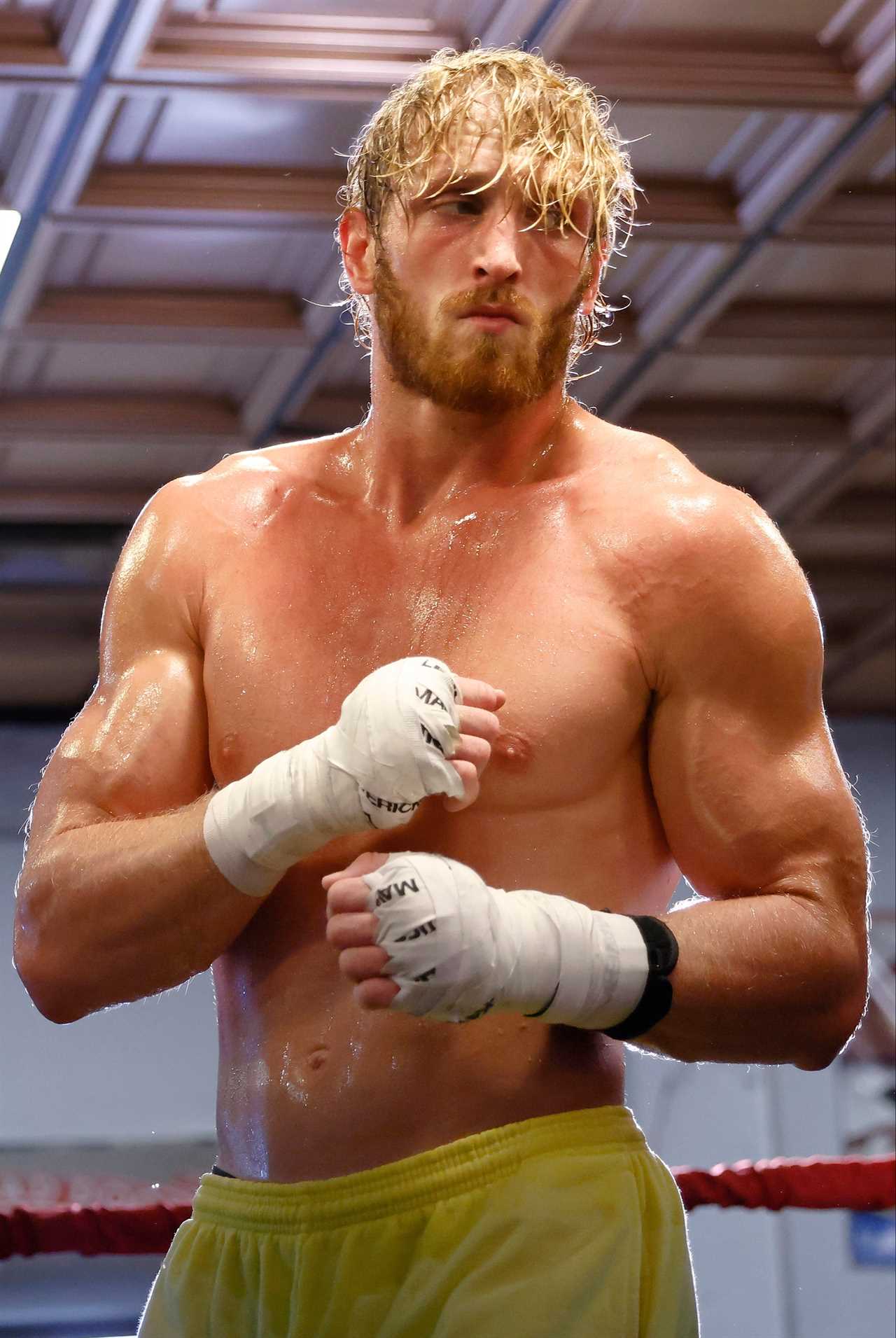 After Floyd Mayweather fight Logan Paul will face five opponents, including Belfort, a rematch and taking on UFC icon Belfort.
