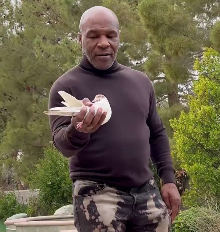 Mike Tyson's video shows him kissing a pigeon, and sending his beloved flock of birds flying in bizarre video