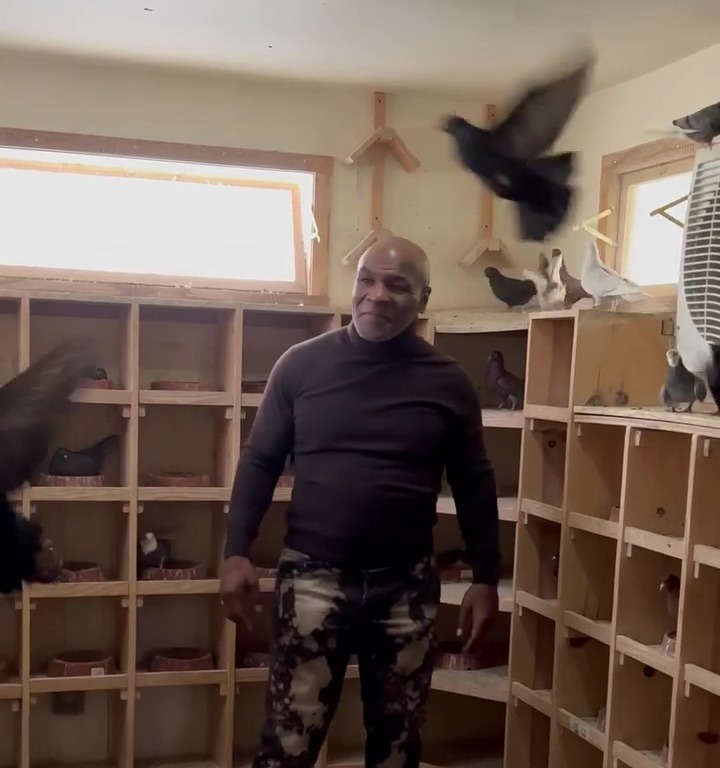 Mike Tyson's video shows him kissing a pigeon, and sending his beloved flock of birds flying in bizarre video