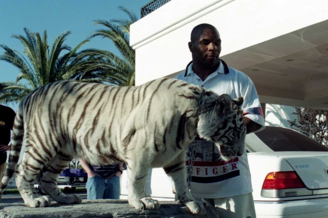 Mike Tyson says mountain lion was his favorite pet, but he left with six or seven stitches after he was bitten.