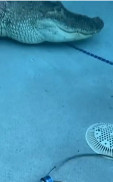 Oscar Valdez strangely swims with Steve, his pet alligator Steve, ahead of the world title fight against Shakur Steveson
