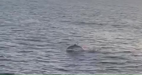 Conor McGregor's superyachts pass whales and dolphins to reach Ibiza, where he will celebrate his birthday as UFC star.