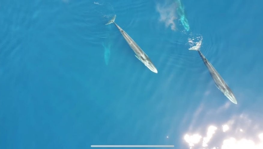 Conor McGregor's superyachts pass whales and dolphins to reach Ibiza, where he will celebrate his birthday as UFC star.