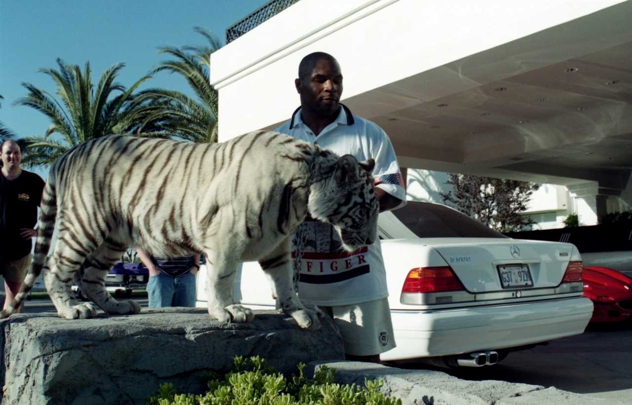 Mike Tyson's pet Tiger tried to eat the DOG of his neighbor, causing boxing legend Mike Tyson to lose his white Bengal.