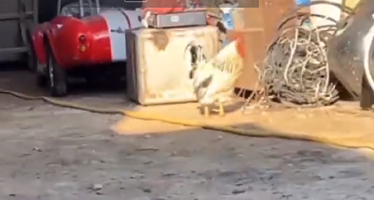 Conor McGregor and Hasbulla are locked in a bitter feud over UFC star Conor McGregor. It was sparked when a CHICKEN intervened.