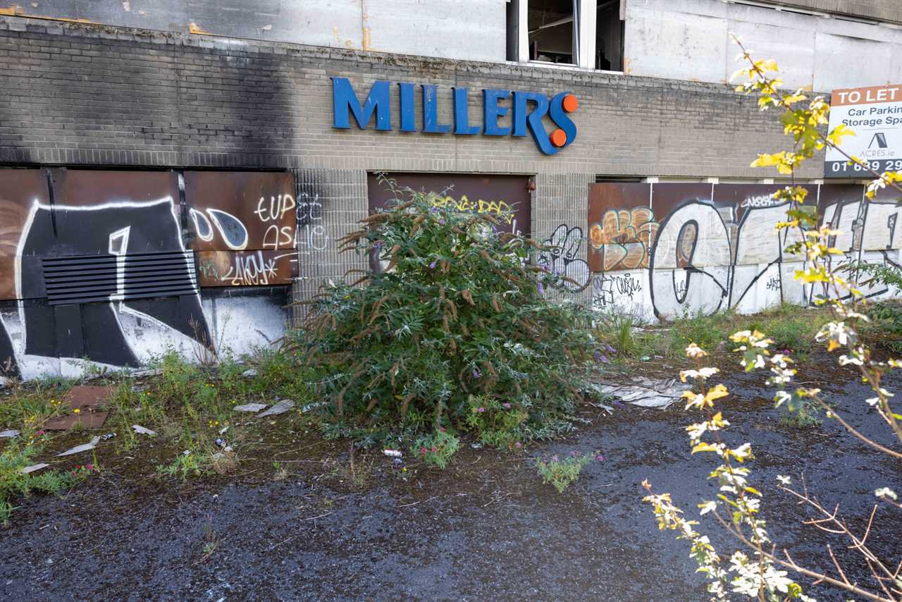 Conor McGregor directed to remove Japanese knotweed from the site because it poses a threat to flats that are built-to-rent.