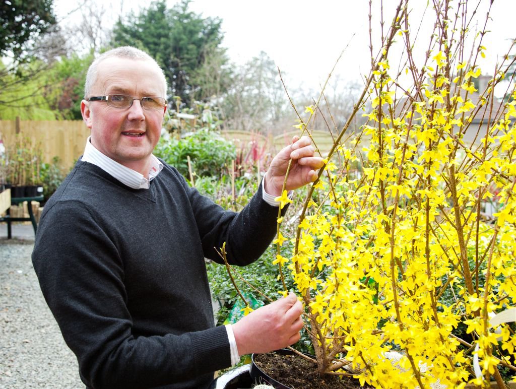 Conor McGregor directed to remove Japanese knotweed from the site because it poses a threat to flats that are built-to-rent.