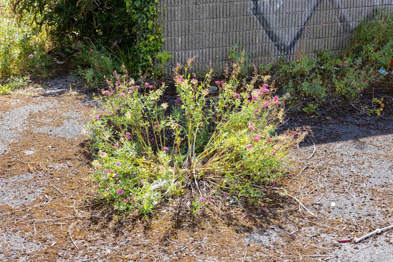 Conor McGregor directed to remove Japanese knotweed from the site because it poses a threat to flats that are built-to-rent.