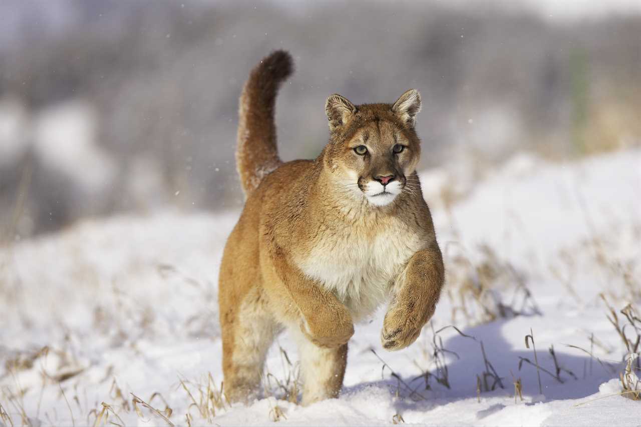 Mike Tyson says mountain lion was his favorite pet, but he was left with six or seven stitches after being bit.