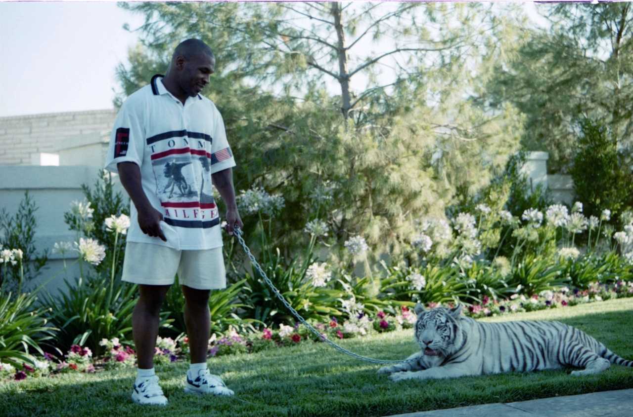 Mike Tyson says mountain lion was his favorite pet, but he was left with six or seven stitches after being bit.