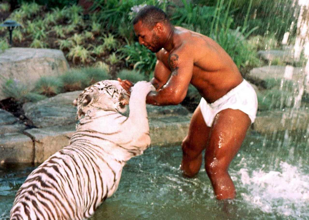 Jake Paul channeled Mike Tyson's inner Mike Tyson, posing with TIGER as he leads the YouTuber's fight against Tommy Fury.