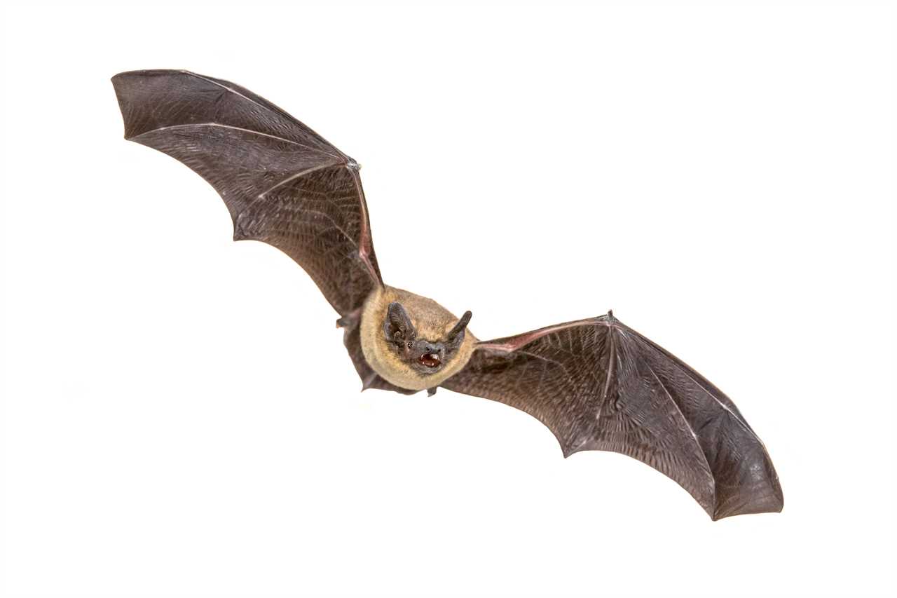 Tyson Fury's dream PS4million home is being thwarted by two bat species