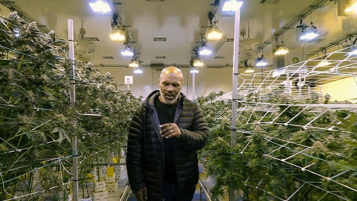 Mike Tyson opens a coffee shop in Amsterdam, and says he's 'tried all the products'.