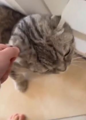Hasbulla breaks down after UFC star recorded beating his pet cat in sickening video