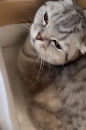Hasbulla breaks down after UFC star recorded beating his pet cat in sickening video
