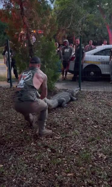 MMA fighter helps kids wrestle 10ft beast while leaping on a snarling alligator