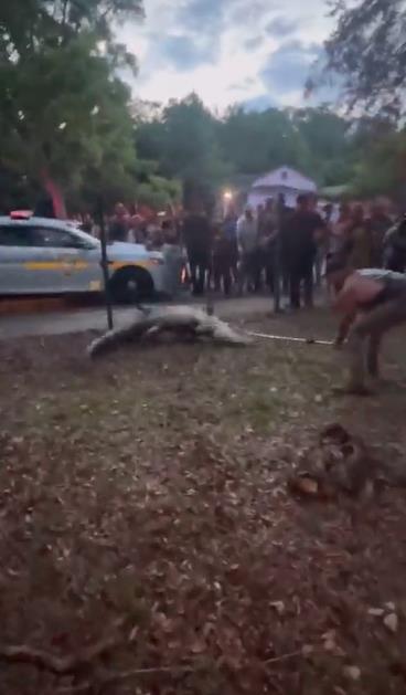 MMA fighter helps kids wrestle 10ft beast while leaping on a snarling alligator