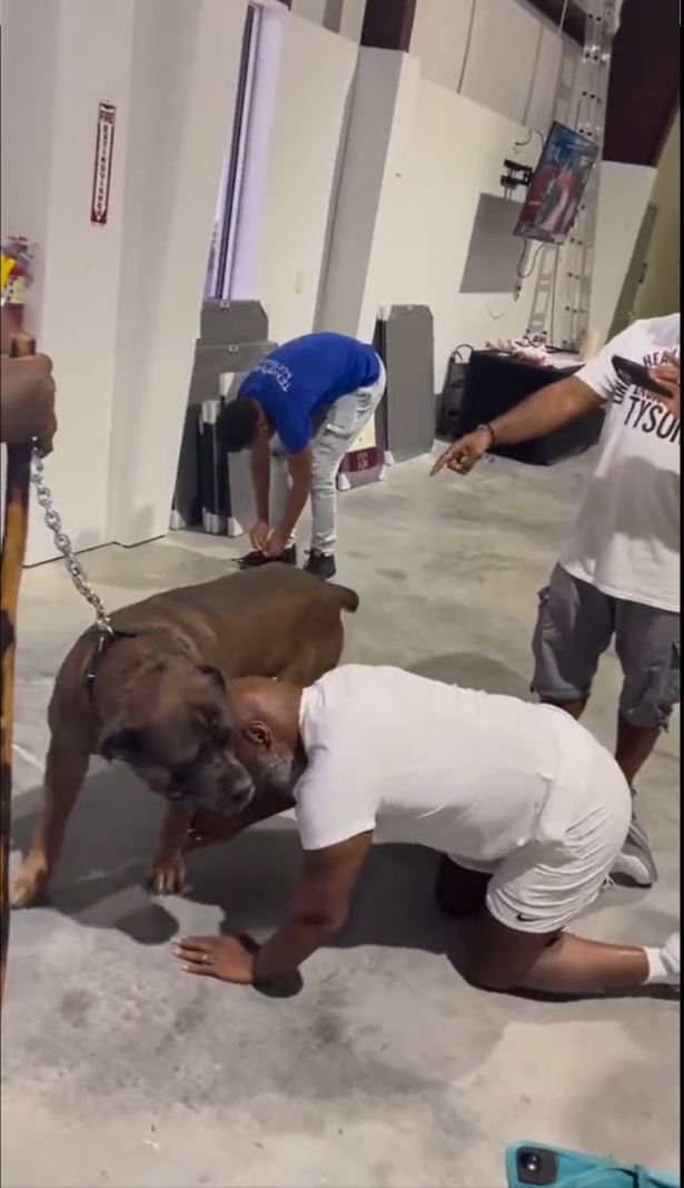 Mike Tyson gets up close and personal with Giant Dogs in Viral Video