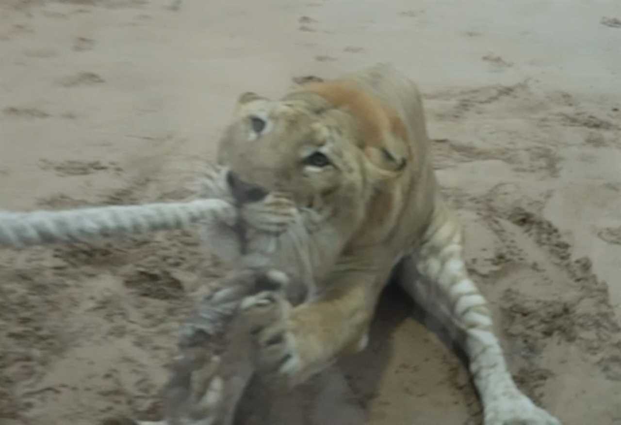 Anthony Joshua loses bizarre tug of war against a LIGER, but enjoys zoo trip with football legend