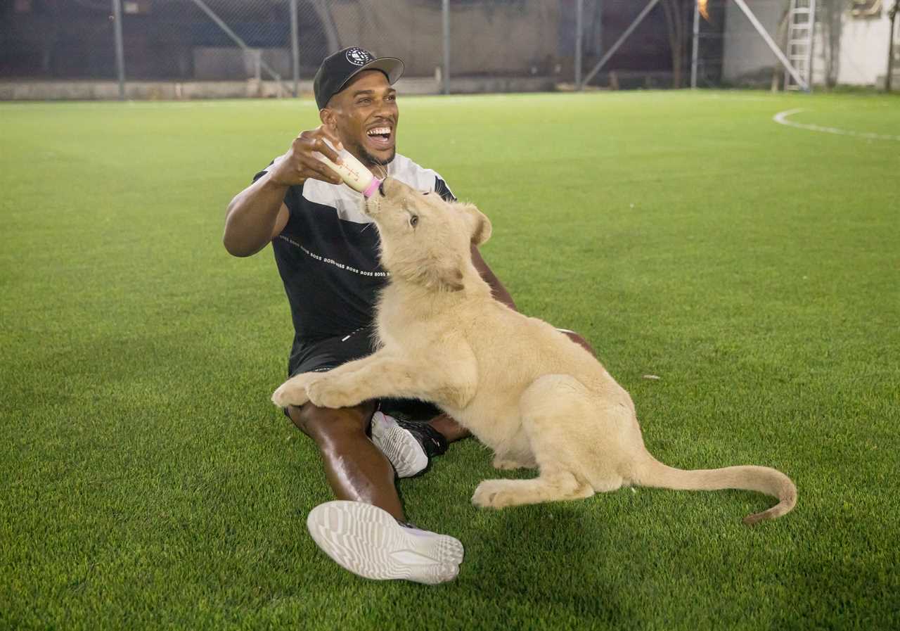 Anthony Joshua loses bizarre tug of war against a LIGER, but enjoys zoo trip with football legend