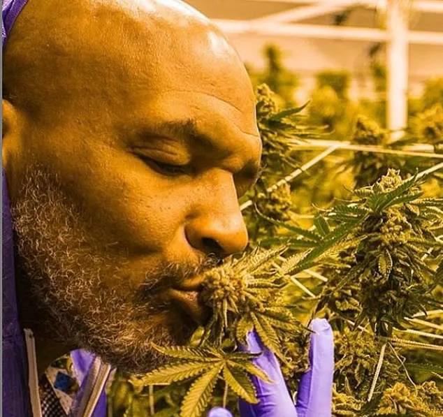 EXCLUSIVE: MIKE TYSON'S JUICY CEO ROLE AND CANNABIS EMPIRE!
